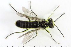Rhogogaster picta