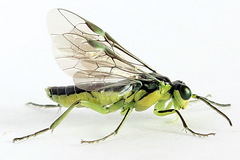 Rhogogaster picta