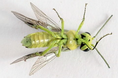 Rhogogaster picta
