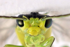 Rhogogaster picta