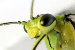 Rhogogaster picta