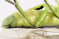 Rhogogaster picta