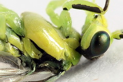 Rhogogaster picta