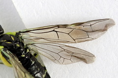 Rhogogaster picta