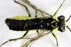 Rhogogaster picta