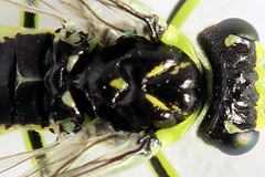 Rhogogaster picta