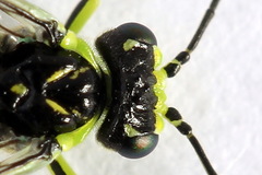 Rhogogaster picta