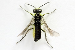 Rhogogaster picta