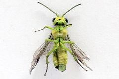 Rhogogaster picta