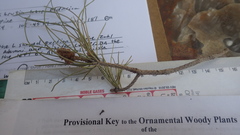 Pinus brutia eldarica