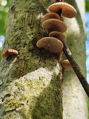 Chaetocalathus cocciformis