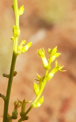Stackhousia muricata