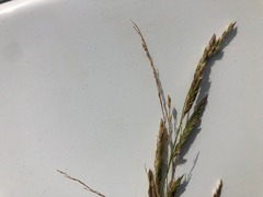 Eriochloa