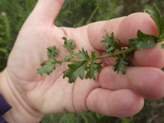 Hermannia grossularifolia