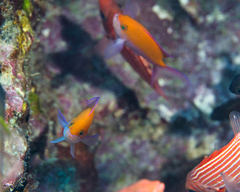 Nemanthias bicolor