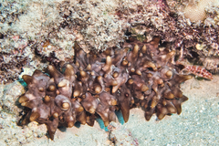Stichopus pseudohorrens