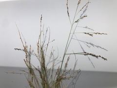 Panicum decompositum