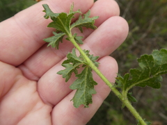 Hermannia grossularifolia