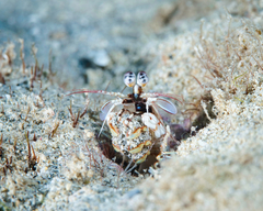 Odontodactylus brevirostris