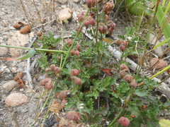 Hermannia grossularifolia