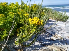 Oncosiphon sabulosus