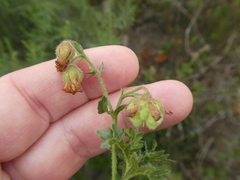 Hermannia grossularifolia