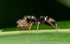 Damoetas nitidus