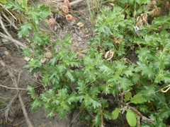 Hermannia grossularifolia