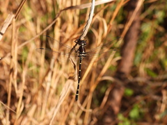 Eusynthemis tillyardi