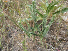 Phylica thunbergiana