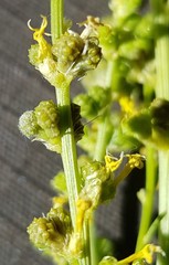 Stackhousia muricata