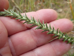 Phylica thunbergiana