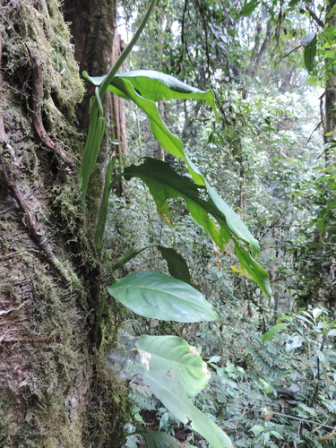 Culcasia falcifolia image