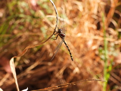 Eusynthemis tillyardi