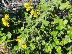 Senecio angulatus