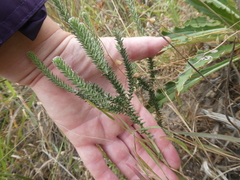 Phylica thunbergiana