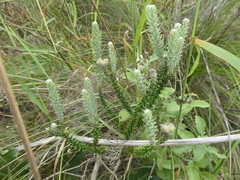 Phylica thunbergiana