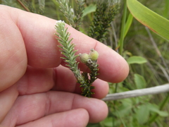 Phylica thunbergiana