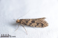 Archyala terranea