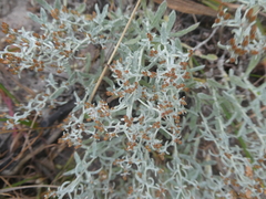 Helichrysum cylindriflorum