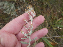 Helichrysum cylindriflorum