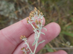 Helichrysum cylindriflorum