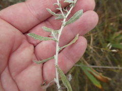 Helichrysum cylindriflorum