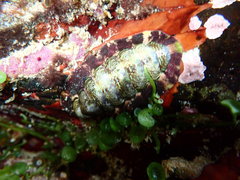 Onithochiton quercinus