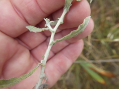 Helichrysum cylindriflorum