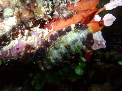 Onithochiton quercinus