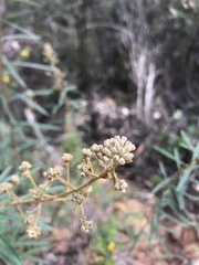 Astrotricha asperifolia