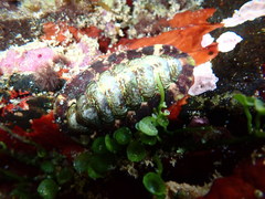 Onithochiton quercinus