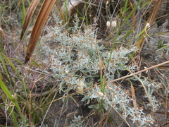 Helichrysum cylindriflorum
