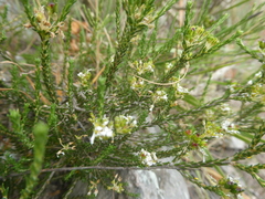 Agathosma latipetala